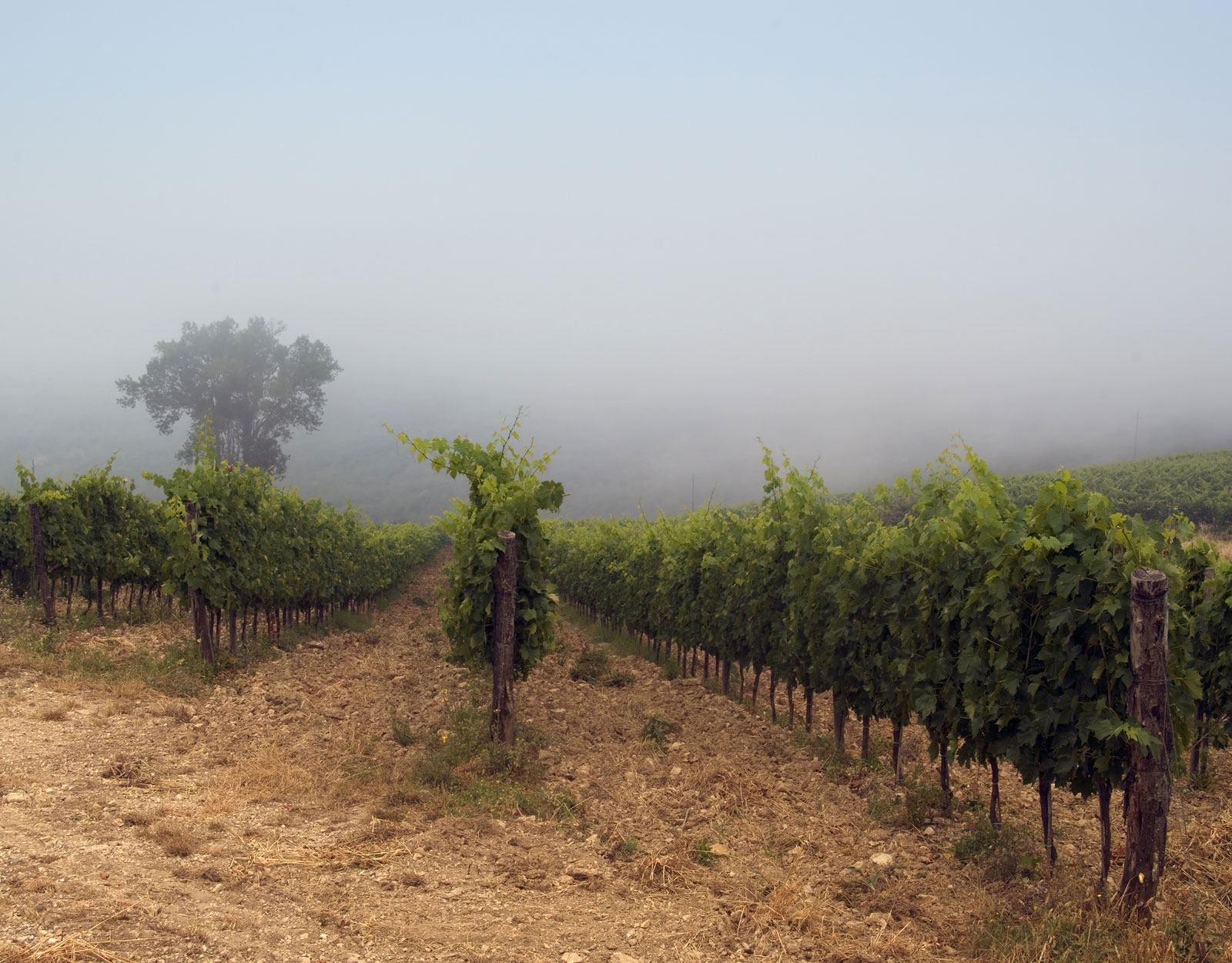 Sonoma County (2022-2023)